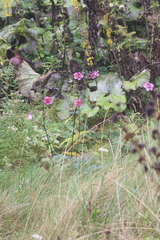 Eriocapitella vitifolia