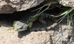 Pseudocordylus subviridis