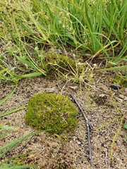 Archidium alternifolium