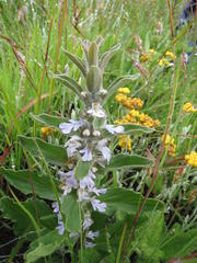 Ajuga ophrydis