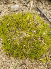 Archidium alternifolium