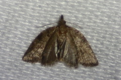 Meritastis ursina