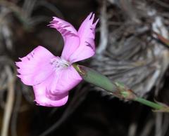 Dianthus basuticus