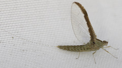 Callibaetis floridanus