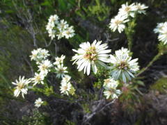 Euchaetis longibracteata