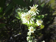 Euchaetis longibracteata