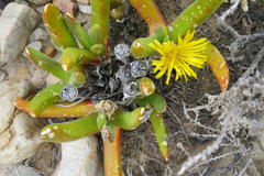 Glottiphyllum regium