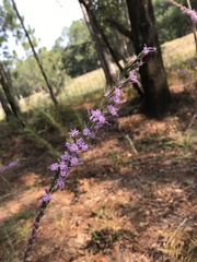 Liatris tenuifolia