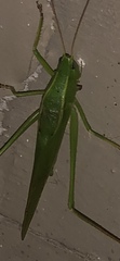 Neoconocephalus retusus