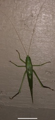 Neoconocephalus retusus