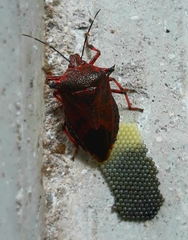 Alcaeorrhynchus