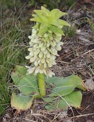 Eucomis humilis