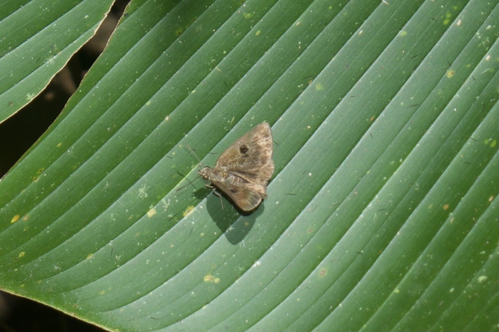 Cyclosemia herennius
