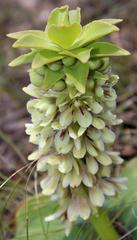 Eucomis humilis