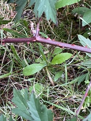 Rubus laciniatus