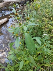 Bidens comosa