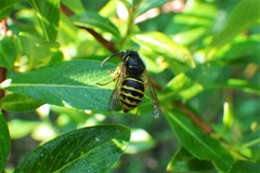 Dolichovespula alpicola