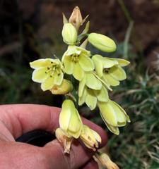 Ornithogalum regale