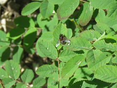 Eristalis cryptarum