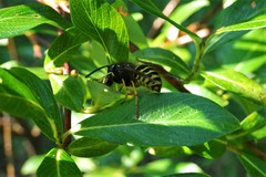 Dolichovespula alpicola