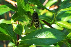Dolichovespula alpicola