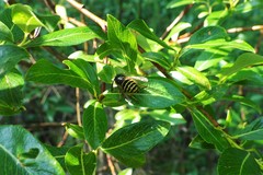 Dolichovespula alpicola