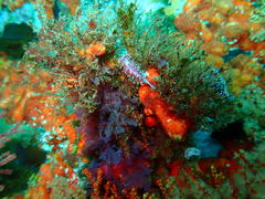 Paraflabellina funeka