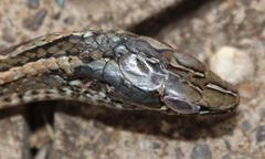 Psammophis crucifer