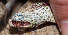 Psammophis crucifer
