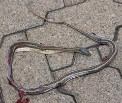 Psammophis crucifer