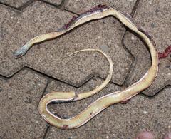 Psammophis crucifer