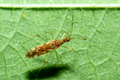 Dicyphus famelicus