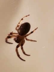 Araneidae