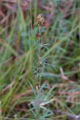 Lespedeza angustifolia