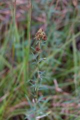 Lespedeza angustifolia