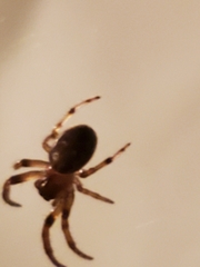 Araneidae