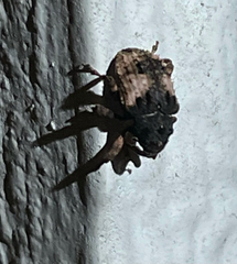 Cryptorhynchus fuscatus