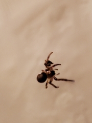 Araneidae