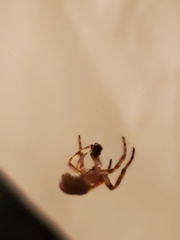 Araneidae