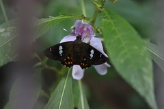 Celaenorrhinus maculosa