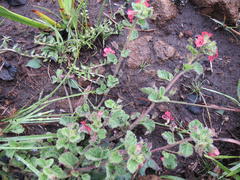 Jamesbrittenia breviflora