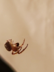 Araneidae