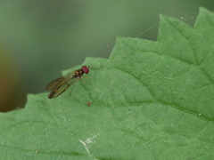 Baccha cognata