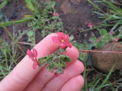 Jamesbrittenia breviflora