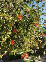 Melaleuca citrina