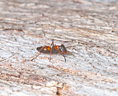 Opisthopsis pictus lepidus