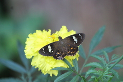 Celaenorrhinus maculosa