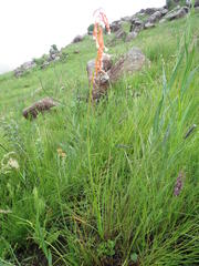 Kniphofia angustifolia
