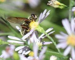 Sericomyia