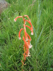 Kniphofia angustifolia